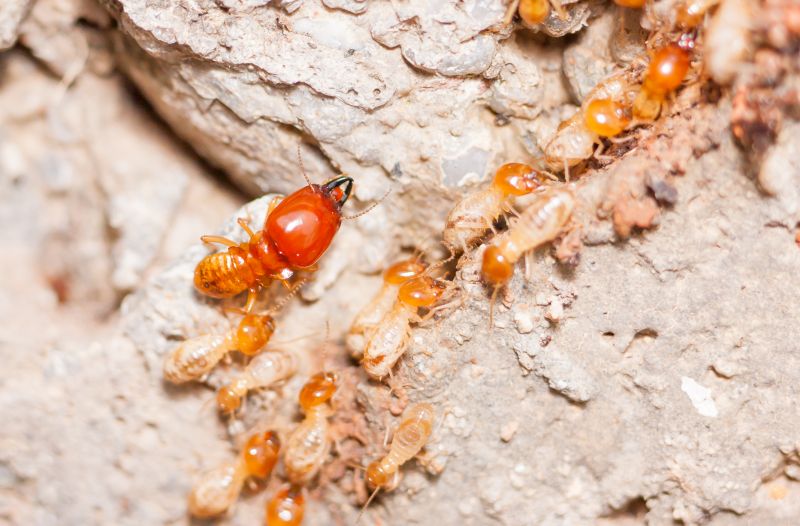 Termite Damage Repair Service in Overland Park, KS