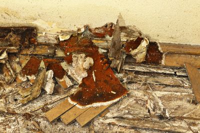 Wood Rot Removal in Kansas City, KS