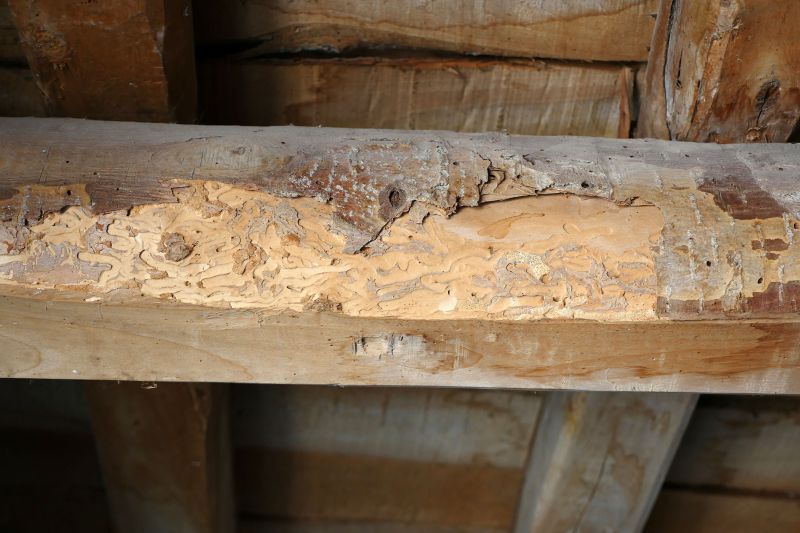 Decay Repair Service in Arvada, CO