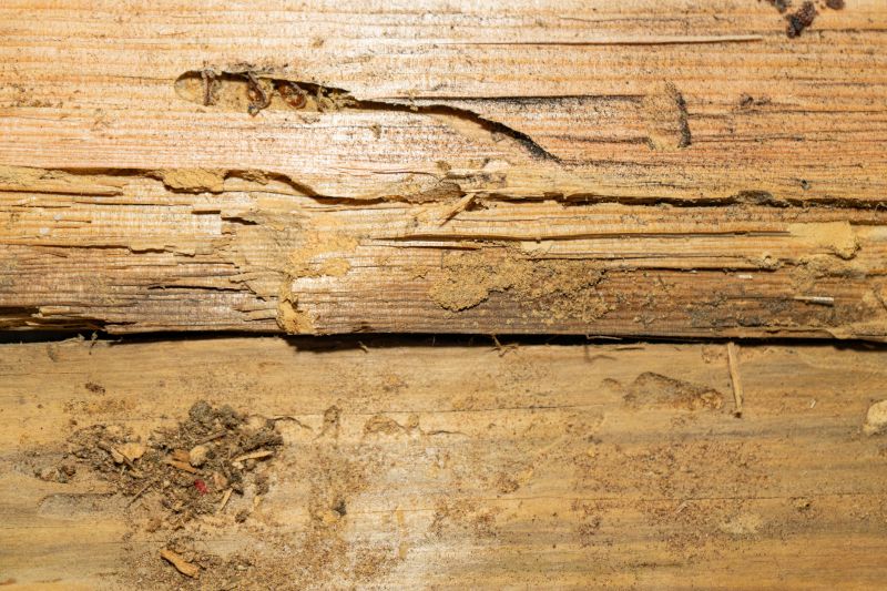 Dry Rot Remediation in Conroe, TX
