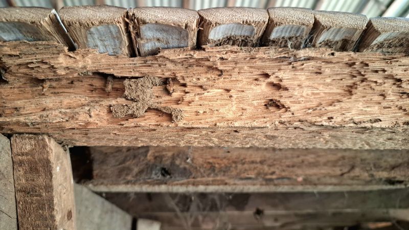 Pest Damage Repair in Kansas City, MO