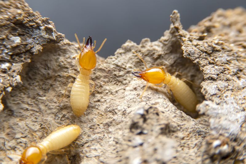 Termite Damage Repair Service in Longmont, CO