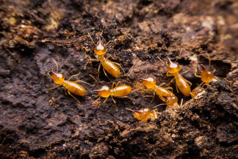 Termite Damage Repair Service in Longmont, CO