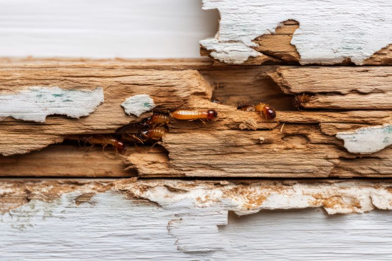 Termite Damage Restoration in Overland Park, KS