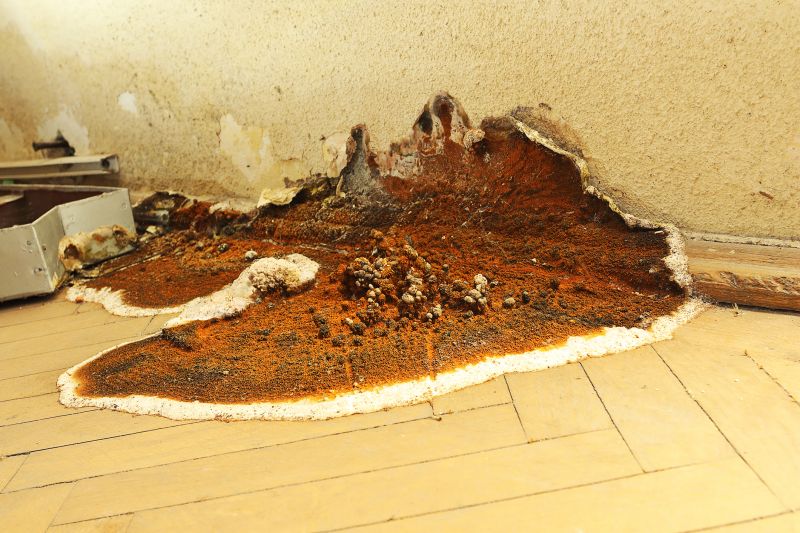 Wood Decay Removal in Denver County, CO