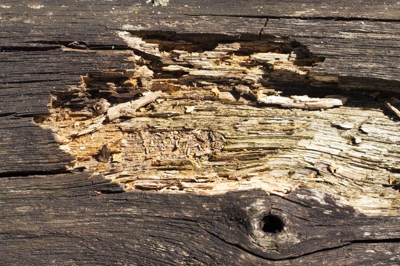 Wood Decay Removal in Denver, CO