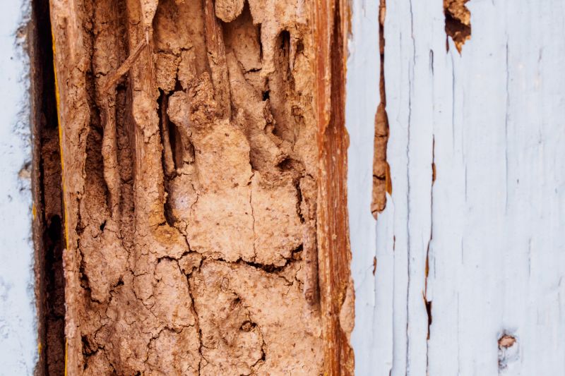 Wood Rot Repair Service