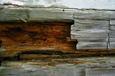 Signs of Wood Rot